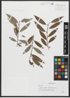 Foto von Salix alba L.